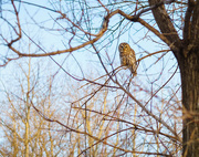 6th Feb 2015 - Owl