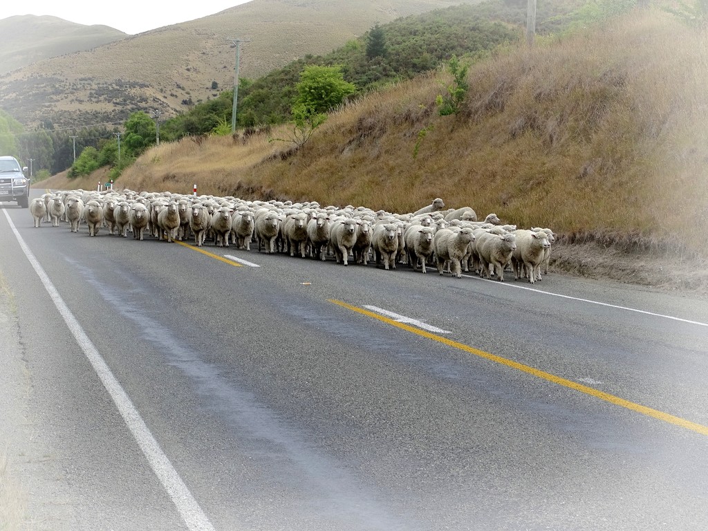 Sheep running by maggiemae