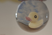 5th Feb 2015 - Rubber Ducky