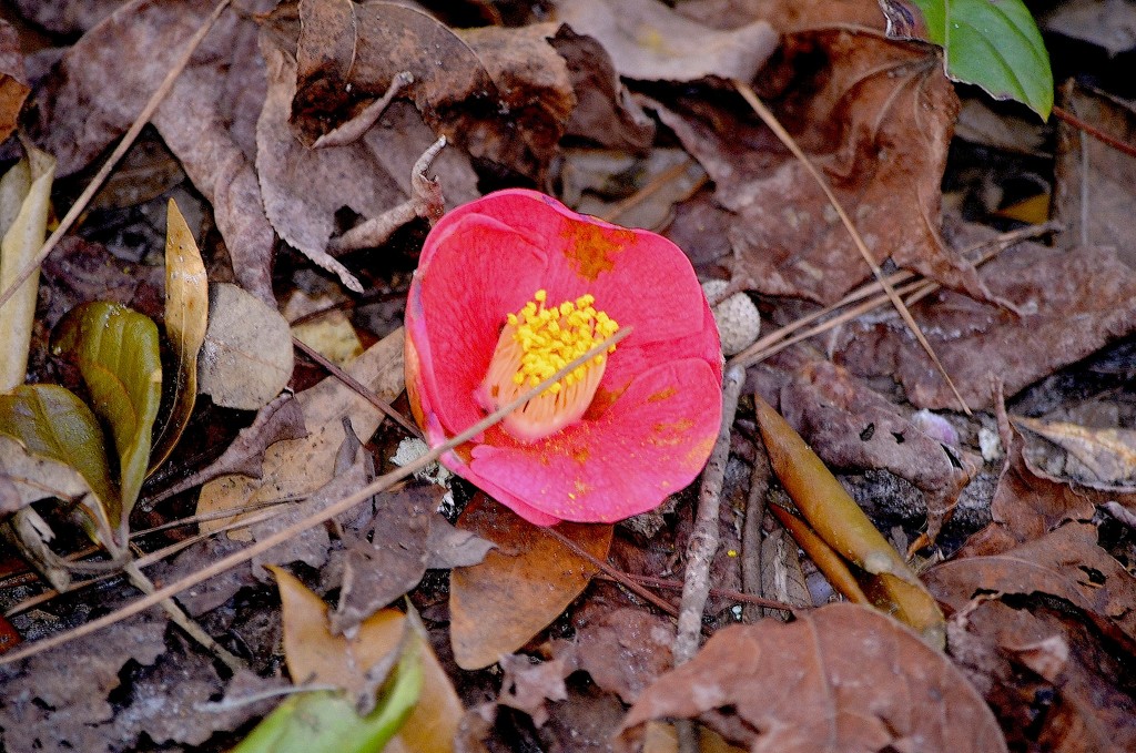 Camellia on forest floor by congaree