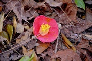 7th Feb 2015 - Camellia on forest floor