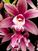 4th Feb 2015 -  4th February 2015 - Orchids