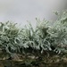 lichen  by callymazoo