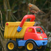 Robin on a toy truck by richardcreese