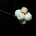 White Berries by leonbuys83