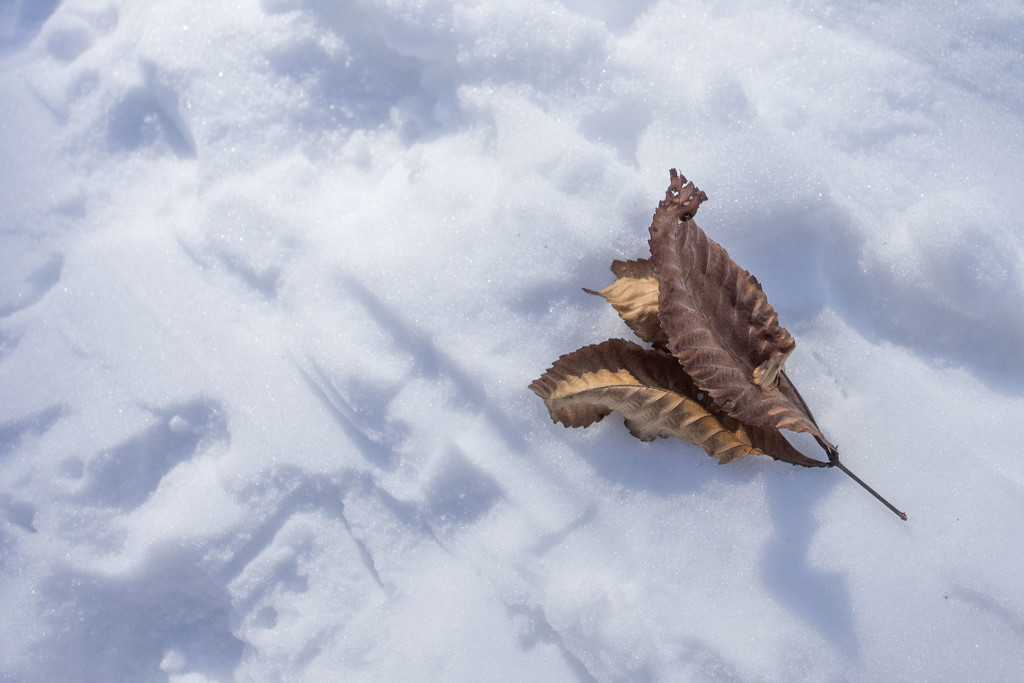 Leaf on Path by rminer