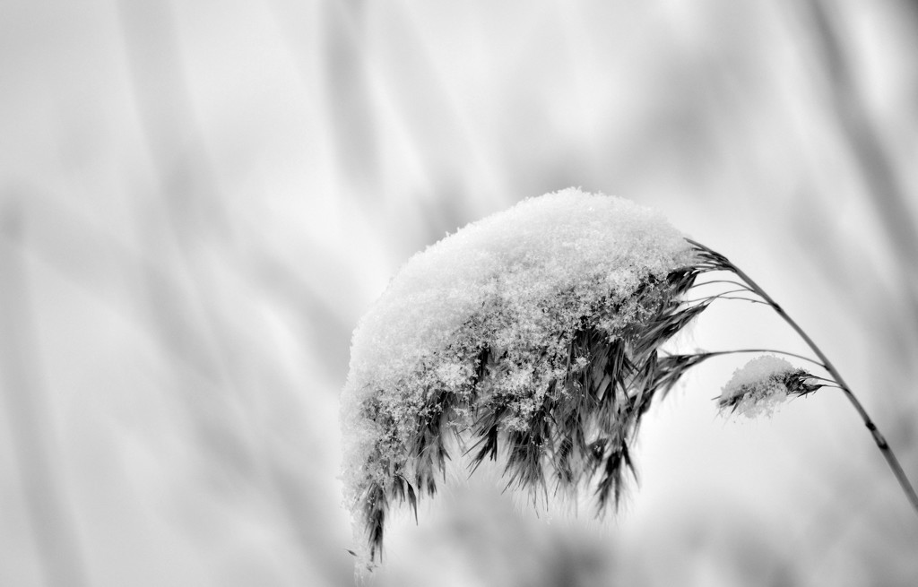 Winter - continued by jayberg