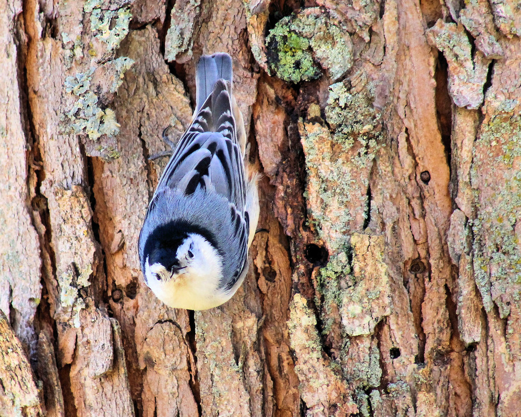 Nuthatch face by cjwhite