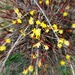 F is for forsythia by homeschoolmom