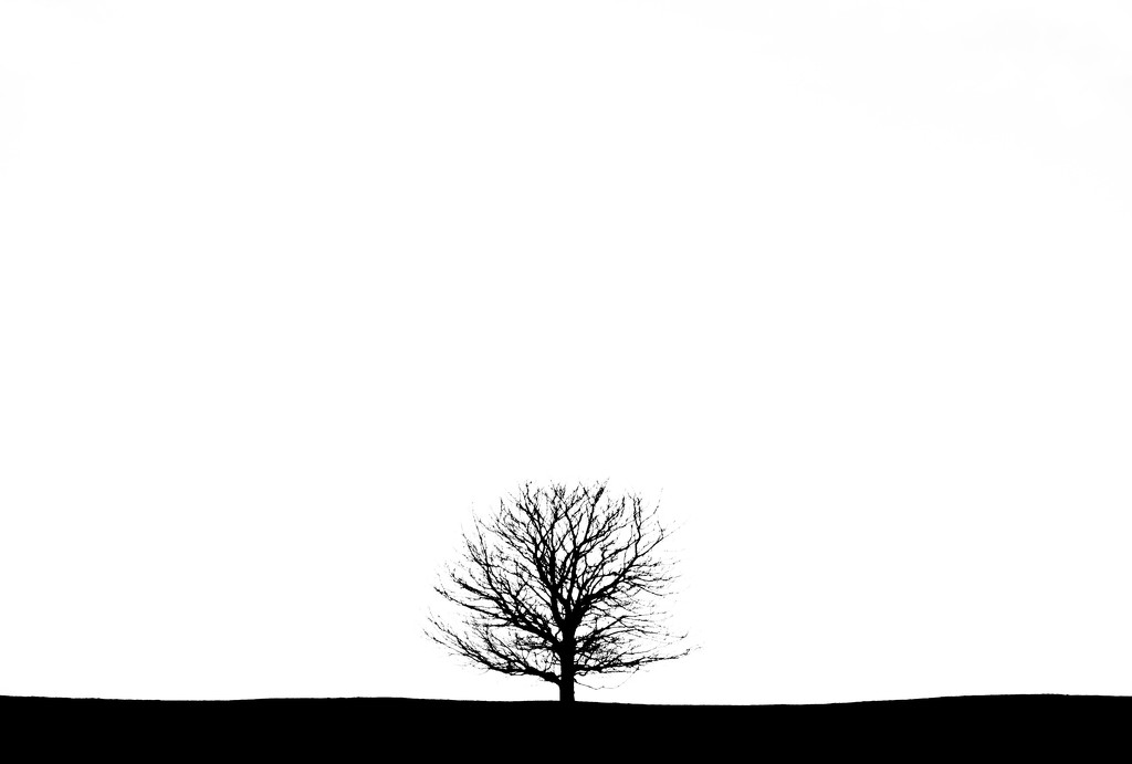 Lone tree by overalvandaan