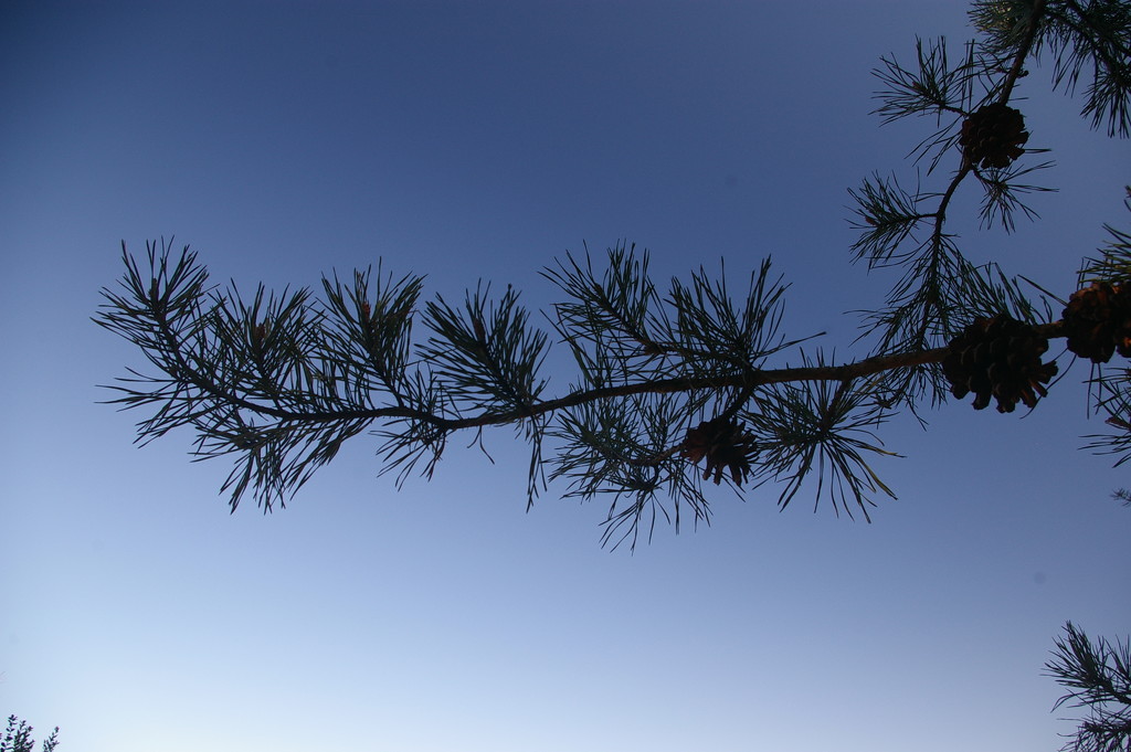 Pine branch by thewatersphotos
