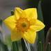 Our opened Daffodil between rain showers. by markandlinda