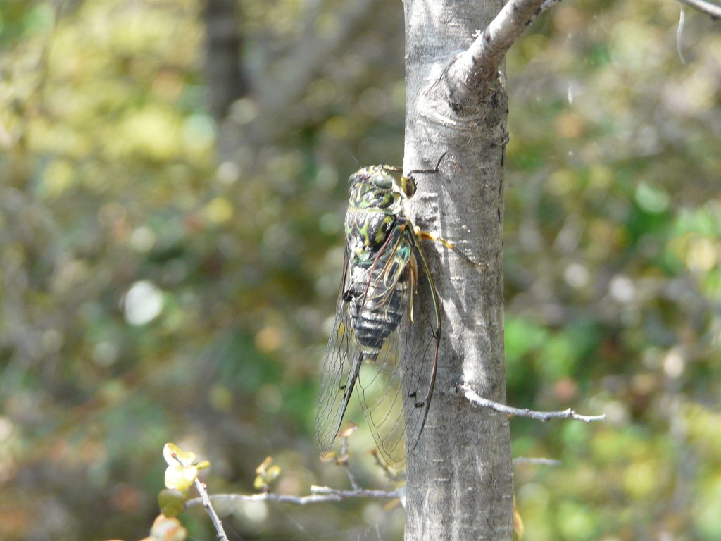 Cicada by kyfto