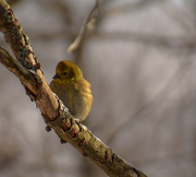 7th Feb 2015 - Little bird outside my window