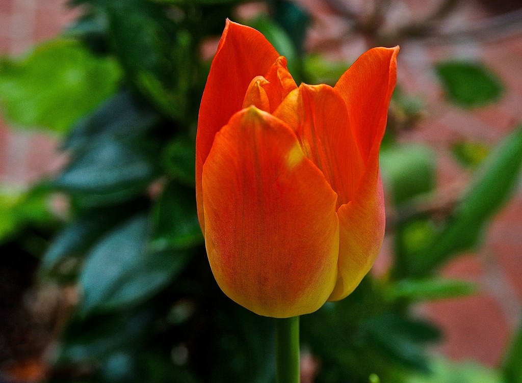 Tulip No. 2 by redy4et