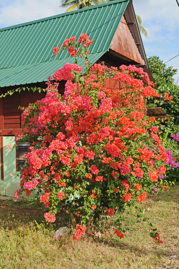 Bougainvillea in full bloom Kedah by ianjb21