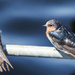 Young Welcome Swallows by flyrobin
