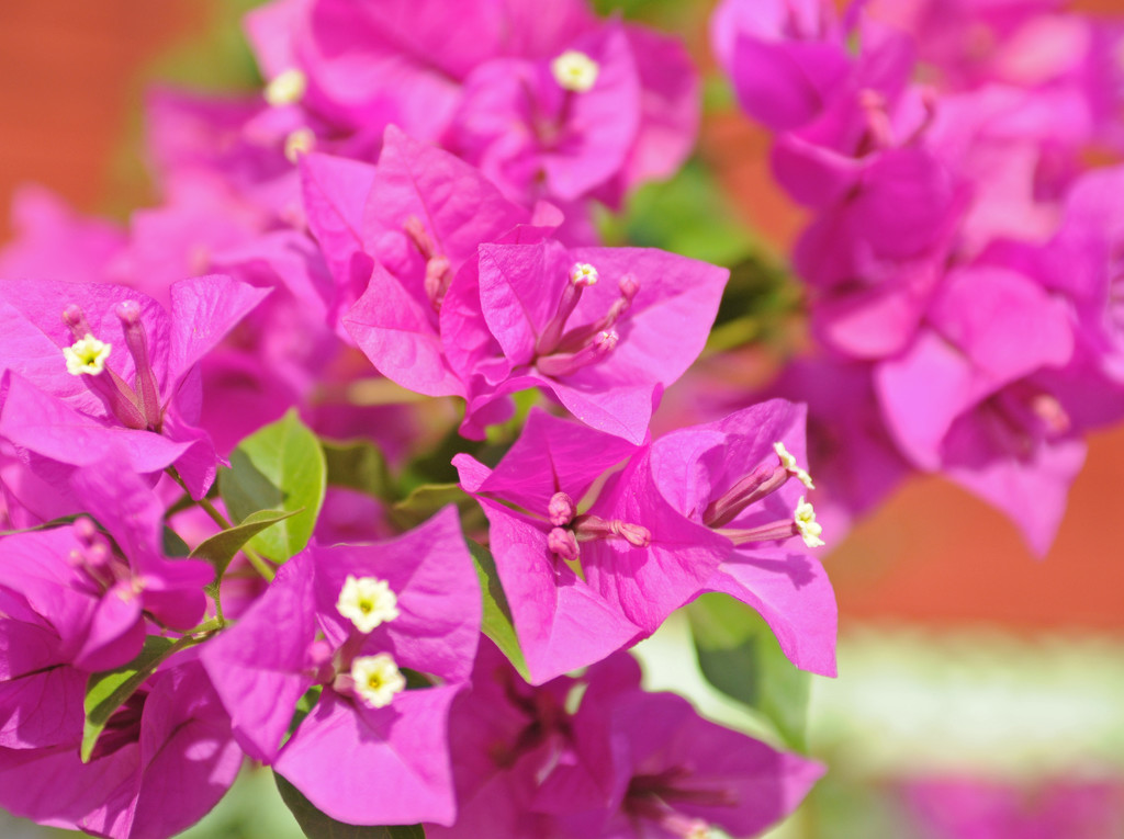 Purple bougainvillea by ianjb21