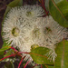 Flowering Eucalyptus by gosia