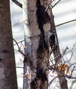 6th Feb 2015 - Downy Woodpecker