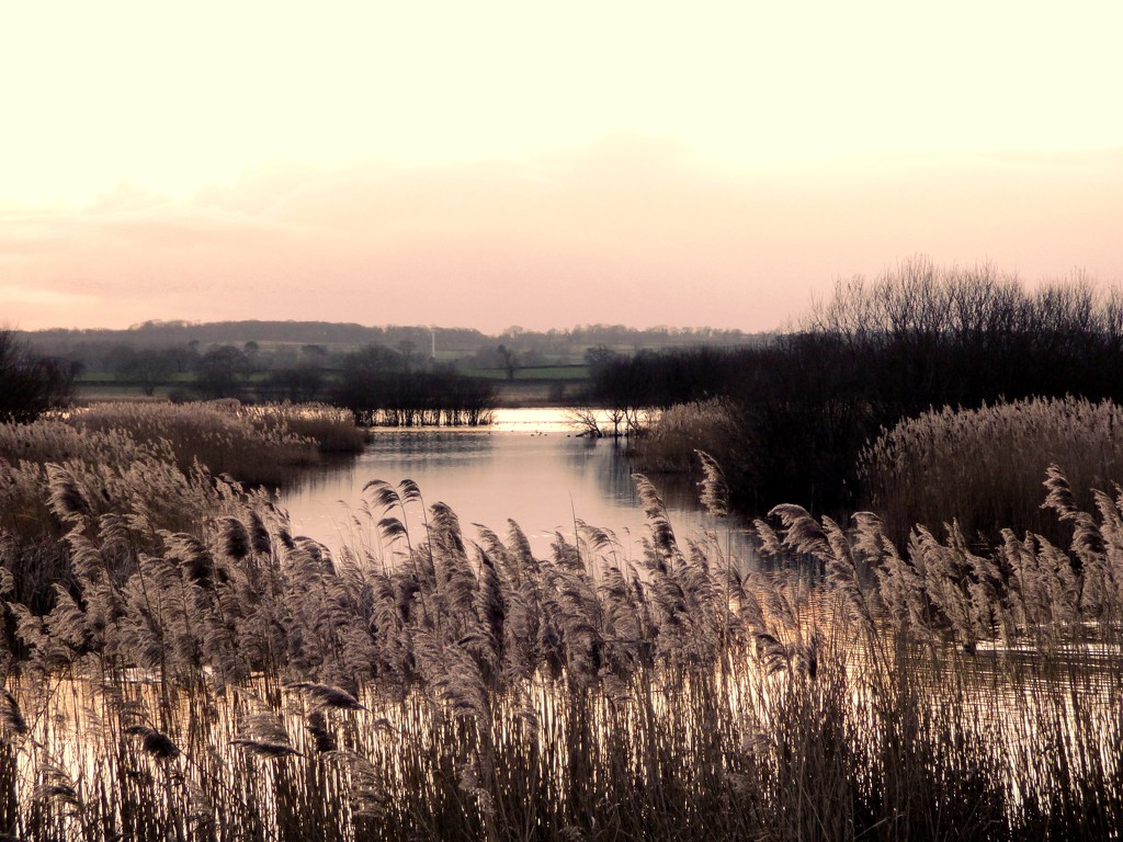 Dusk over the reeds by julienne1