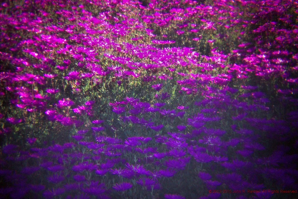 Shadow Line Thru Lavender Flowers via Holga by jrambo001