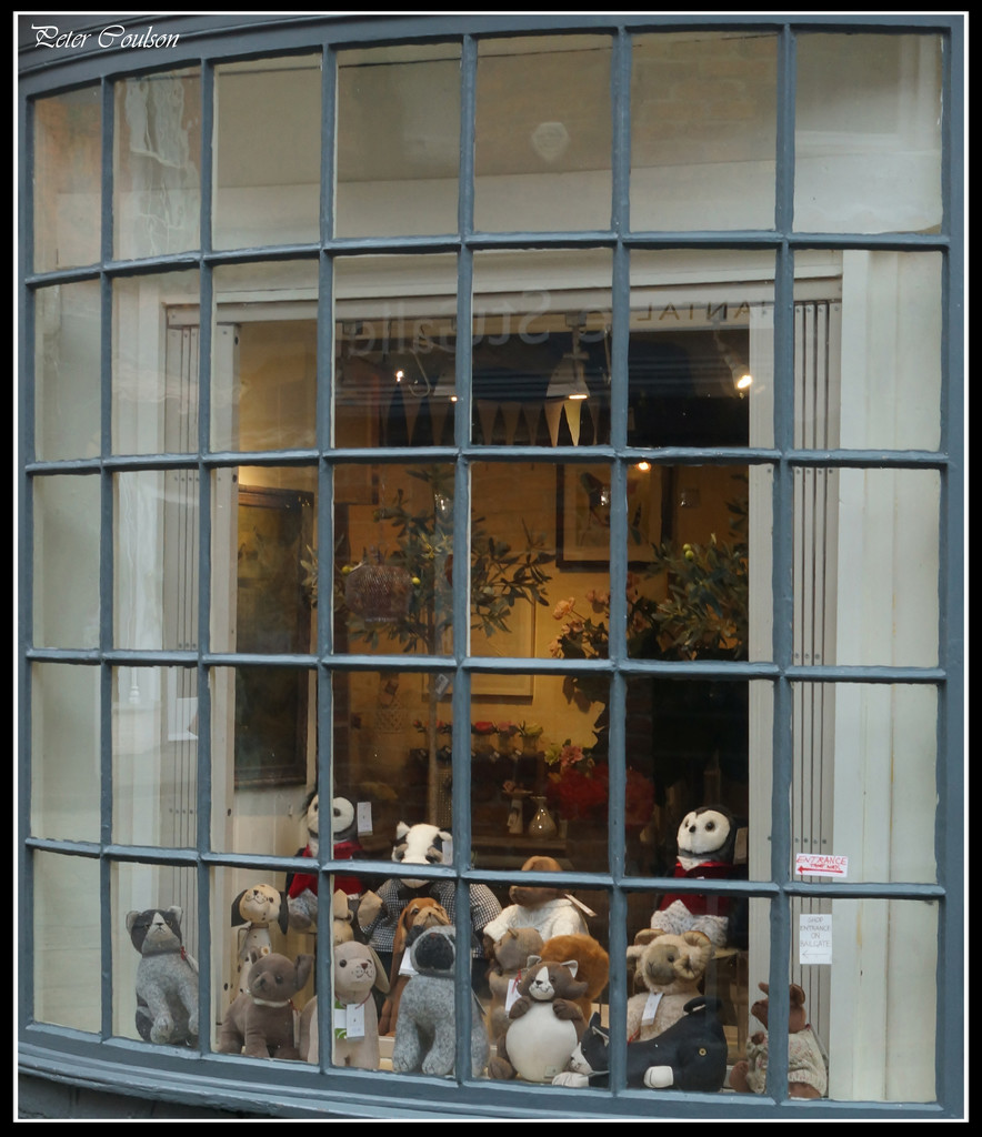 Shop Window by pcoulson