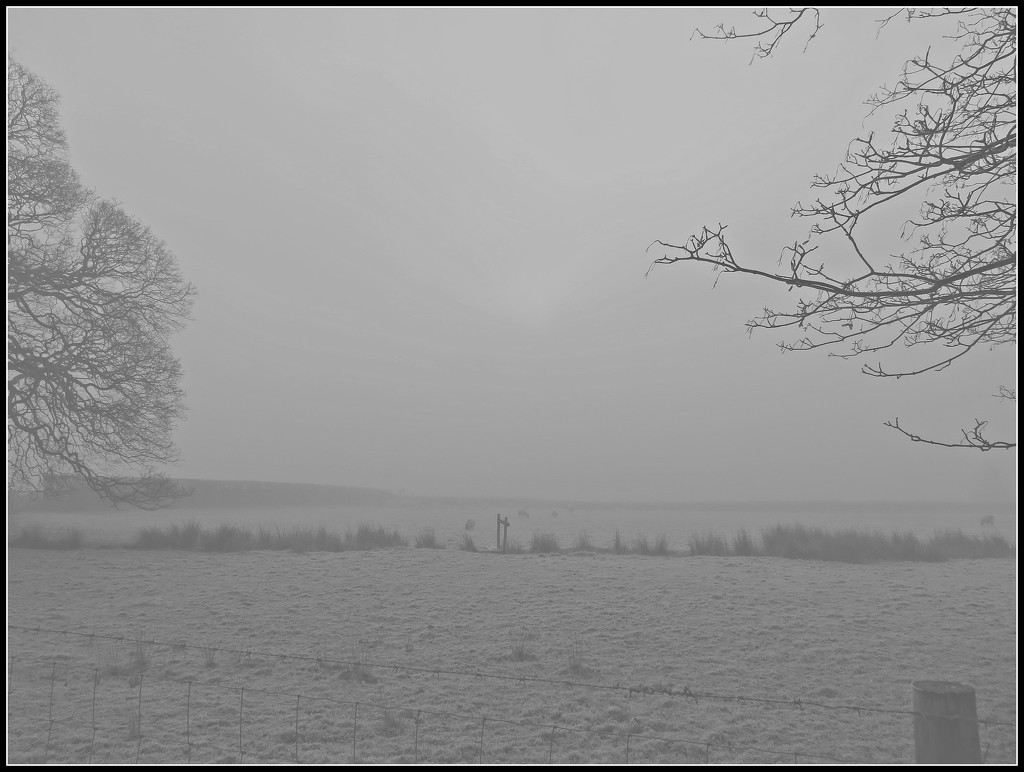Cold and foggy morning  by countrylassie