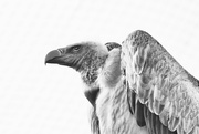 8th Feb 2015 - Vulture in b&w