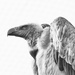 Vulture in b&w by leonbuys83