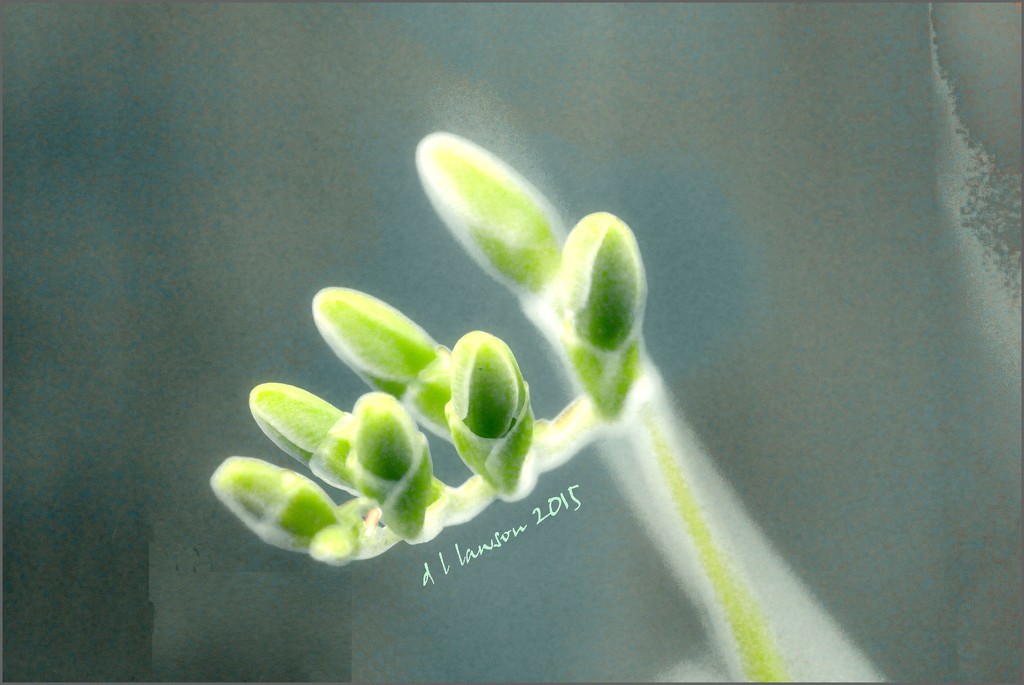 Baby Freesia by flygirl