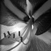 BW amaryllis by daisymiller