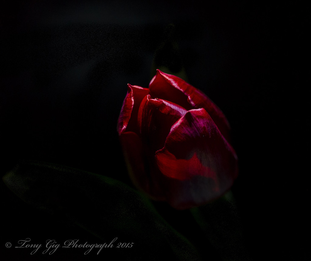 Just A Hint Of Tulip by tonygig