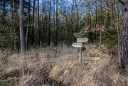 8th Feb 2015 - A Year of Days: Day 39 - Forest Intersection