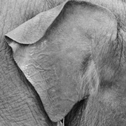 8th Feb 2015 - Baby elephant ear.....