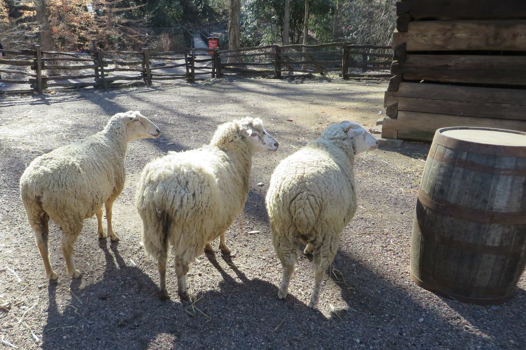 Baa Baa white sheep, have you any wool? by margonaut