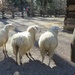 Baa Baa white sheep, have you any wool? by margonaut