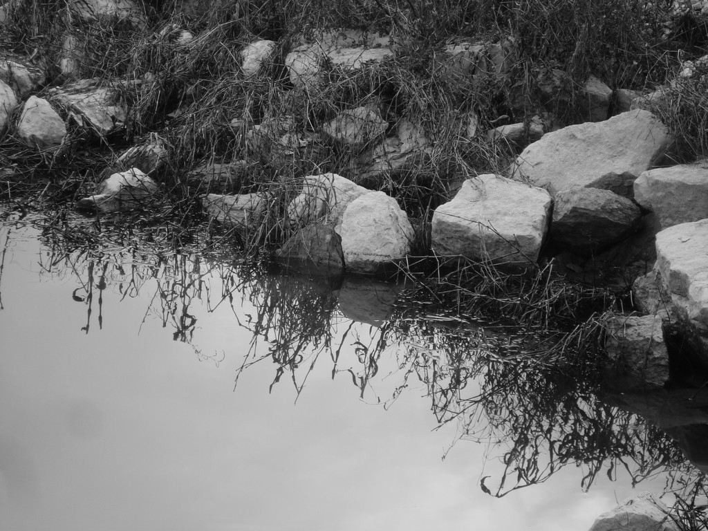 Edge of pond by mcsiegle