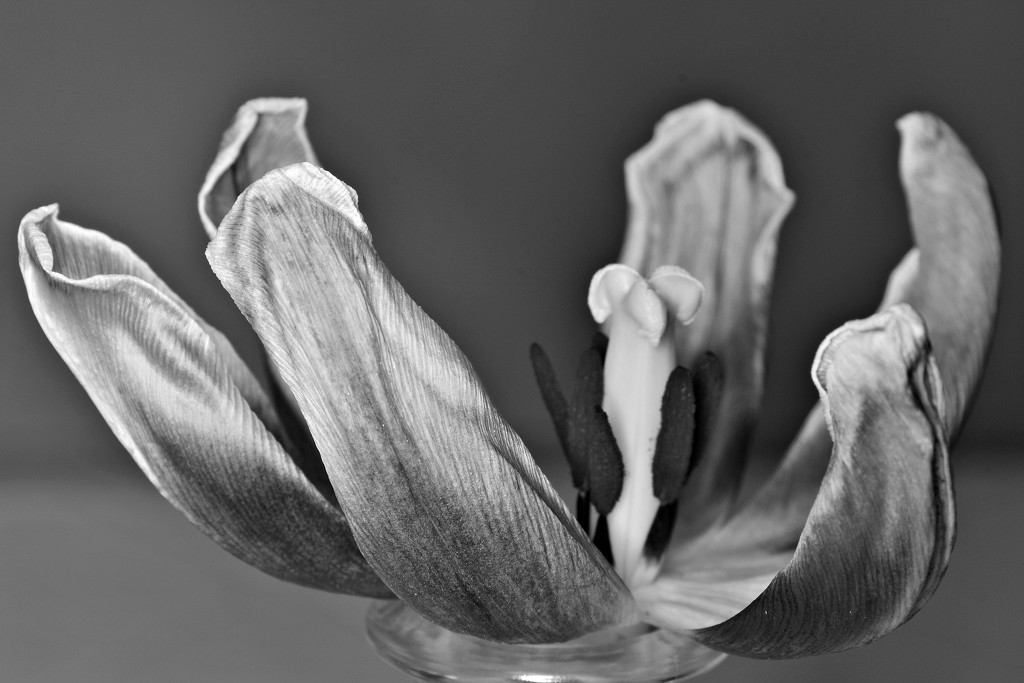 withered tulip by summerfield