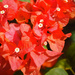 red bougainvillea by ianjb21