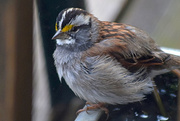 8th Feb 2015 - White-throated Sparrow