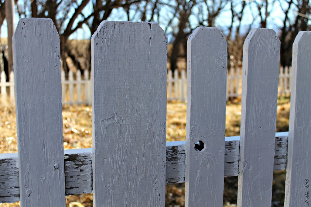 Picket Fence Gate by harbie