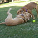 Murphy and Teddy Playing by sfeldphotos