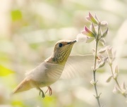 8th Feb 2015 - Hummingbird With Angel Wings