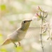 Hummingbird With Angel Wings by joysfocus