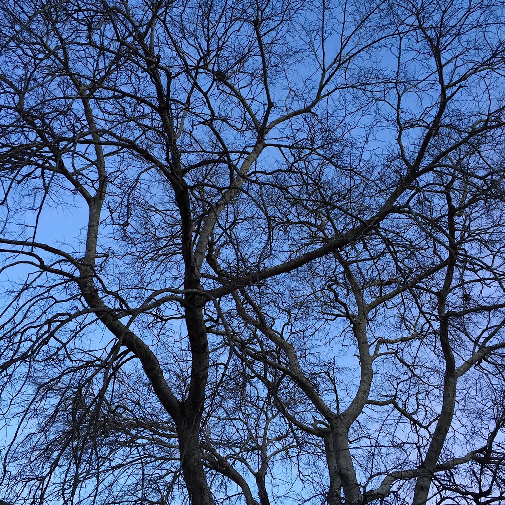 Winter branches by congaree