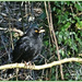 Watching Blackbird by carolmw
