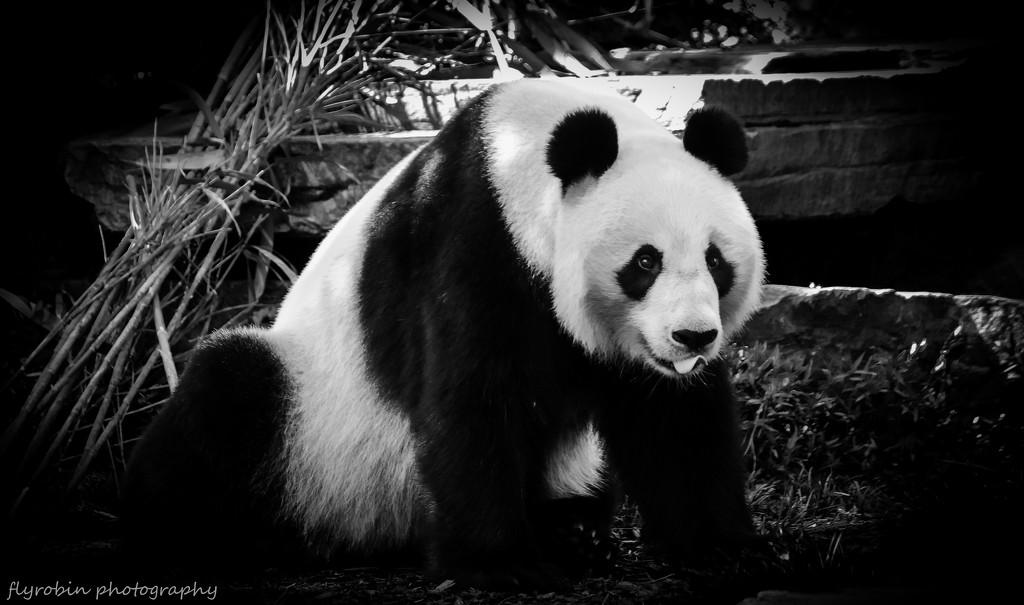 Wang Wang the Giant Panda by flyrobin