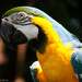 Colourful macaw by flyrobin