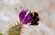 9th Feb 2015 - Busy Bee 